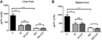 Effects of Exogenous Transferrin on the Regulation of Iron Metabolism and Erythropoiesis in Iron Deficiency With or Without Anemia